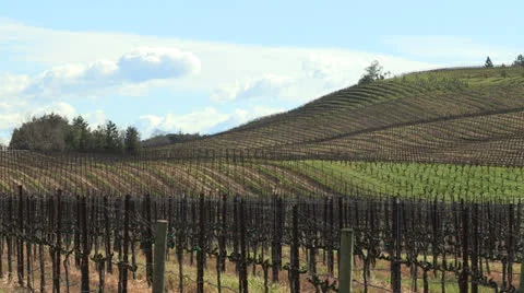 Vineyard Video stock 25746411