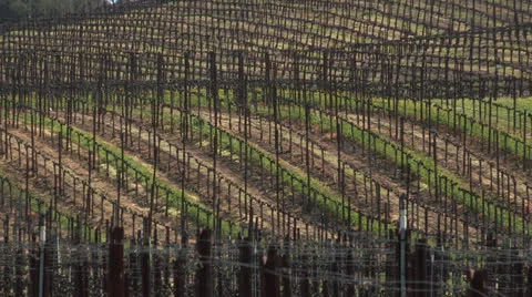 Vineyard Video stock 25747024