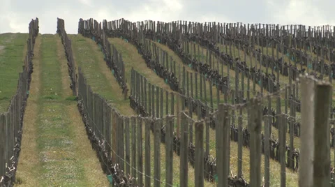 Vineyard Video stock 27362979