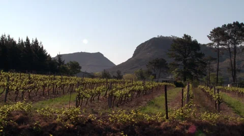 Vineyard Stock Footage 29647076