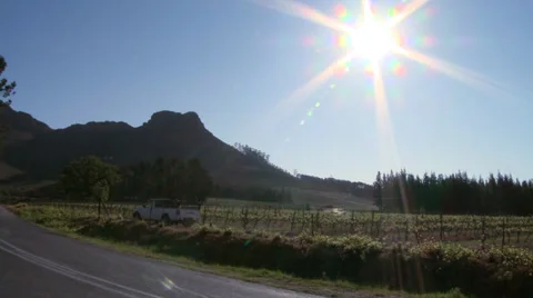 Vineyard Stock Footage 29647649