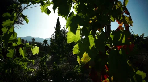 Vineyard Stock Footage 29672259