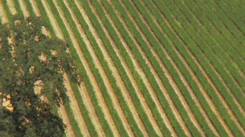 A vineyard Stock Footage 32550341