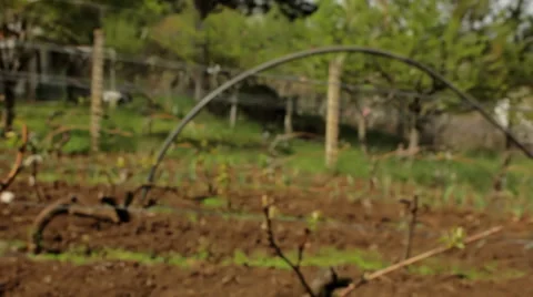 Vineyard Stock Footage 34422633