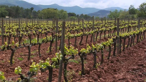 Vineyard Video stock 35575726