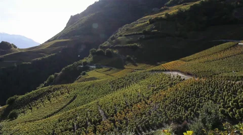 Vineyard Stock Footage 36557903