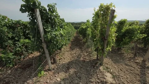 Vineyard Stock Footage 74407927