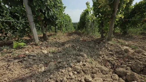 Vineyard Stock Footage 74407929