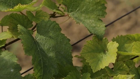 Vineyard Stock Footage 74407953