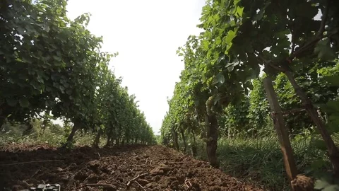 Vineyard Stock Footage 74407973