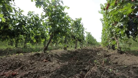 Vineyard Stock Footage 74408166