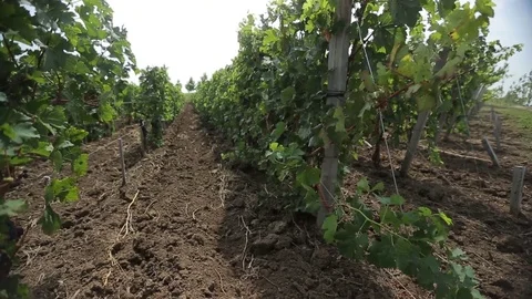 Vineyard Stock Footage