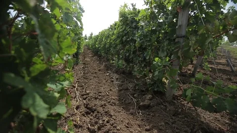 Vineyard Stock Footage 74408192