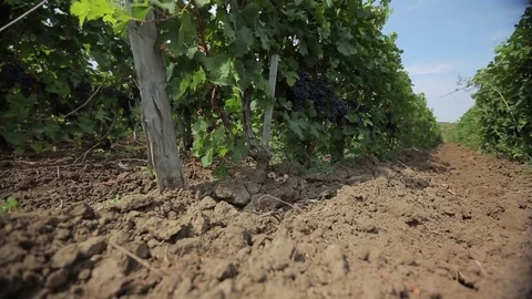Vineyard Stock Footage