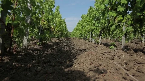 Vineyard Stock Footage 74408240