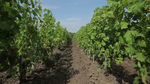 Vineyard Stock Footage
