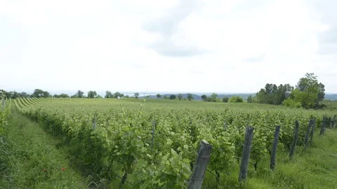 Vineyard Stock Footage 75981122
