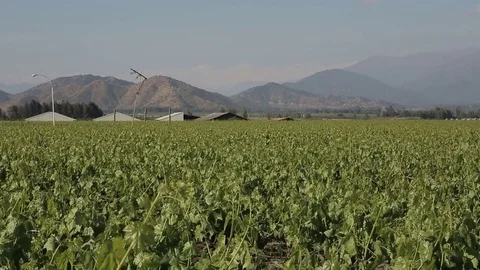 Vineyard Stock Footage 77045228