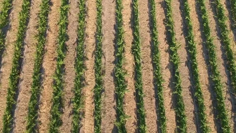 Vineyard Stock Footage 79938013