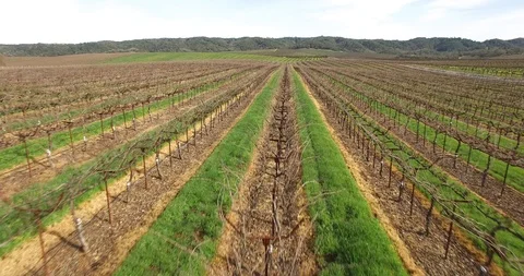 Vineyard Stock Footage 85481044