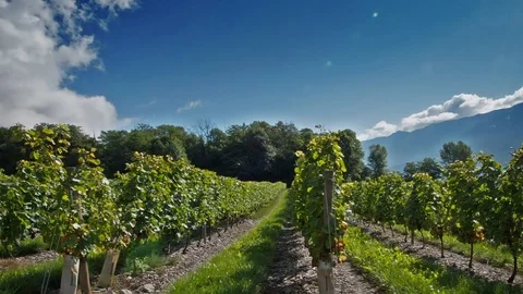 Vineyard Stock Footage 94713977