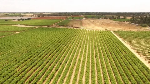 Vineyard Stock Footage 100561827