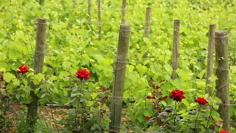 Vineyard Video stock 102569075