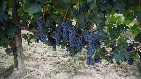 Vineyard Stock Footage 112979904