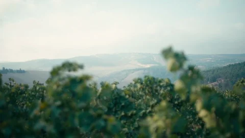 Vineyard Stock Footage 113320892
