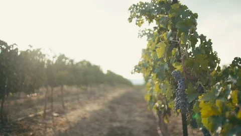 Vineyard Stock Footage 113320913