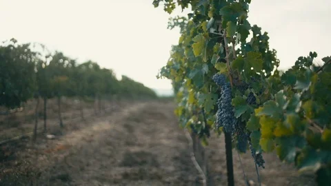 Vineyard Stock Footage 113320929