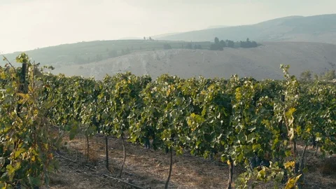 Vineyard Stock Footage 113320932