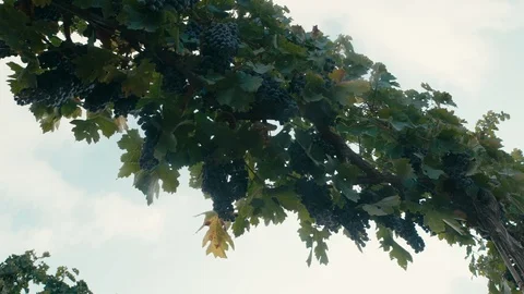 Vineyard Stock Footage 113320955