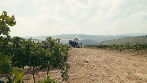 Vineyard Stock Footage 113320963