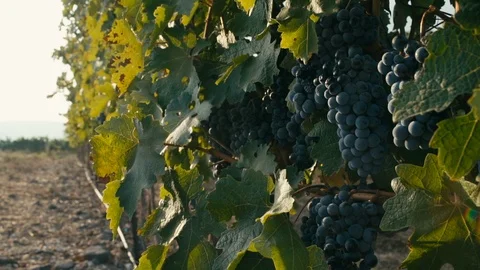 Vineyard Stock Footage 113320972