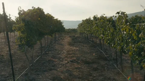 Vineyard Stock Footage 113320982