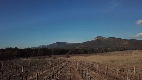 Vineyard Stock Footage 124586304