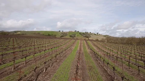 Vineyard Stock Footage 127939264