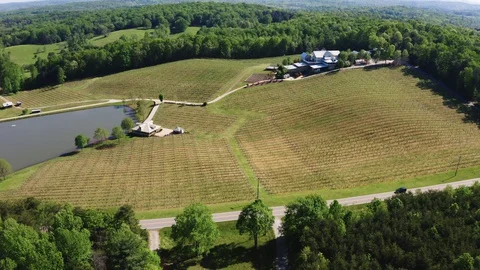 Vineyard Stock Footage 128784558