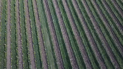 Vineyard Video stock 129755730