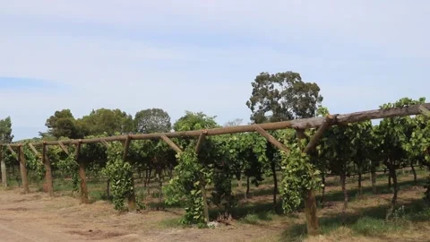 Vineyard Stock Footage 134754903