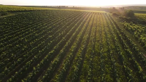 Vineyard Video stock 137102402