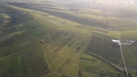 Vineyard Stock Footage 148726131