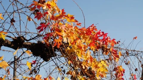 Vineyard Stockbeeldmateriaal 165868101