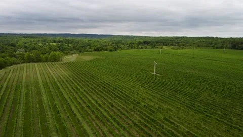 Vineyard 動画素材 205937096