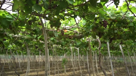 The vineyard. Video stock 243490194
