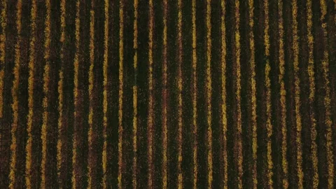 Vineyard Video stock 245808495