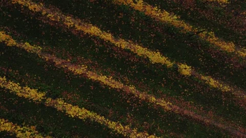 Vineyard Video stock 245814320