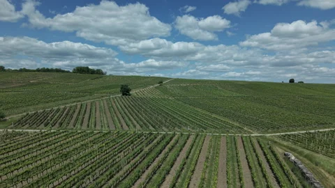 Vineyard Stock Footage 310190141