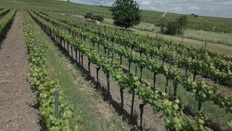 Vineyard Stock Footage 310190642